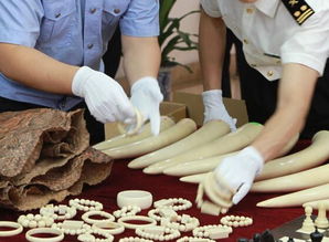 寧波海關(guān)查獲走私瀕危野生動(dòng)物制品 揭生物制品非法貿(mào)易鏈條